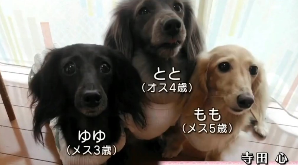 寺田心さんの飼い犬たち【引用:テレビ朝日】